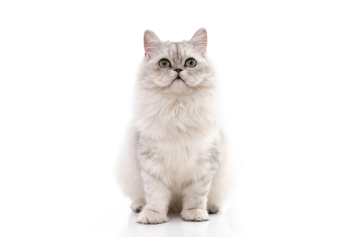 Perserkatze baden - persischen Chinchilla-Katze