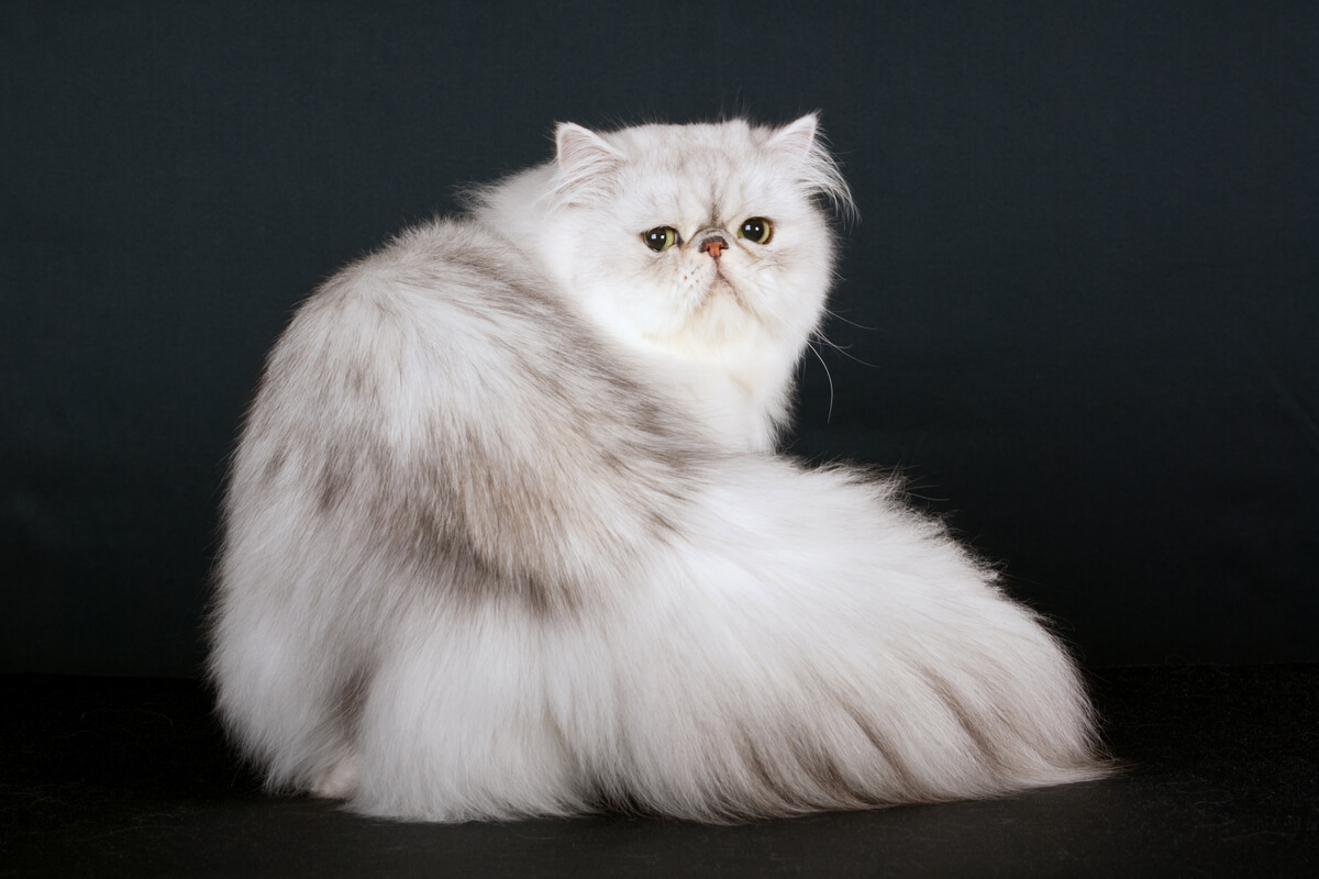 Un gato persa chinchilla sobre un fondo gris.