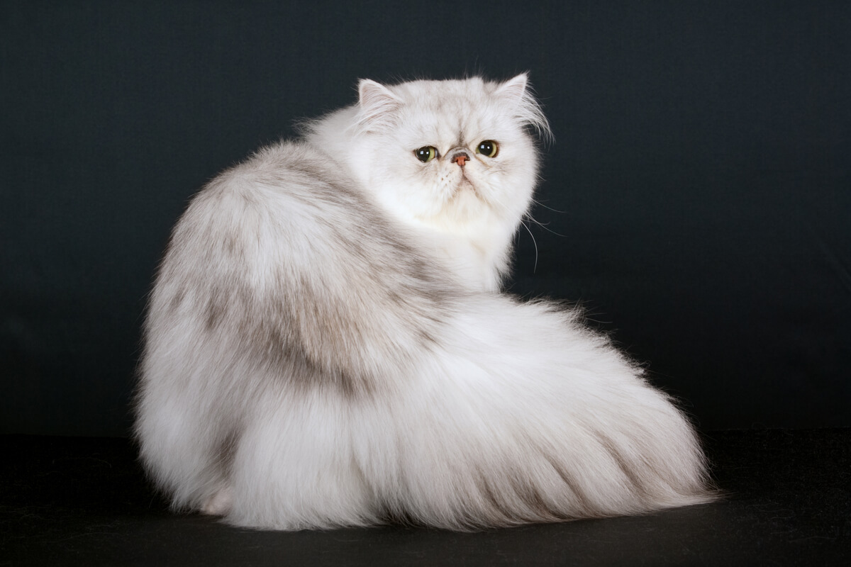 A Persian cat.