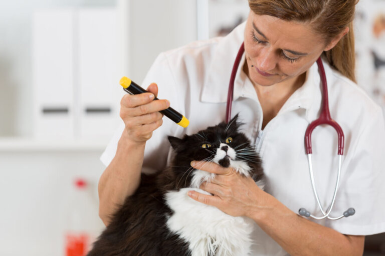 Las enfermedades del gato persa