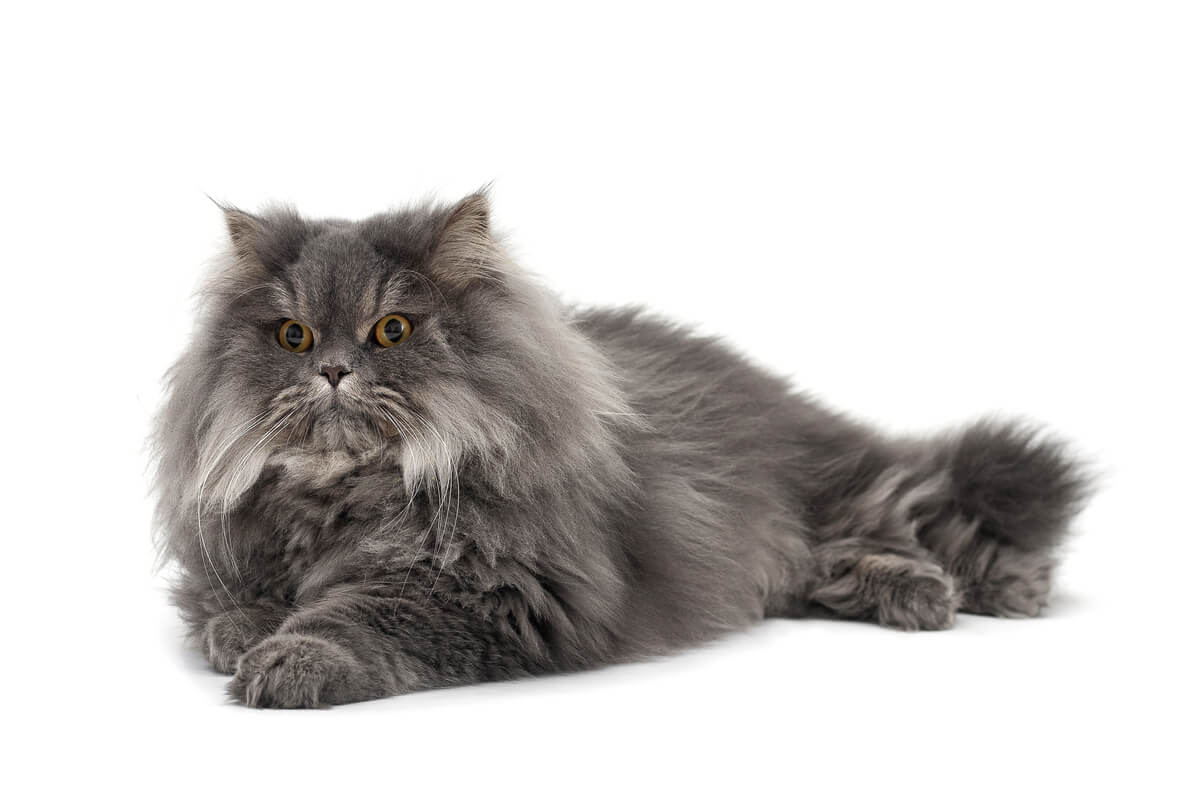 A Persian cat on a white background.