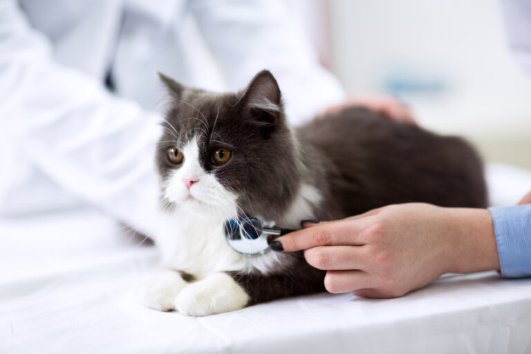 Enfermedad renal poliquística en gatos: causas, síntomas y tratamiento