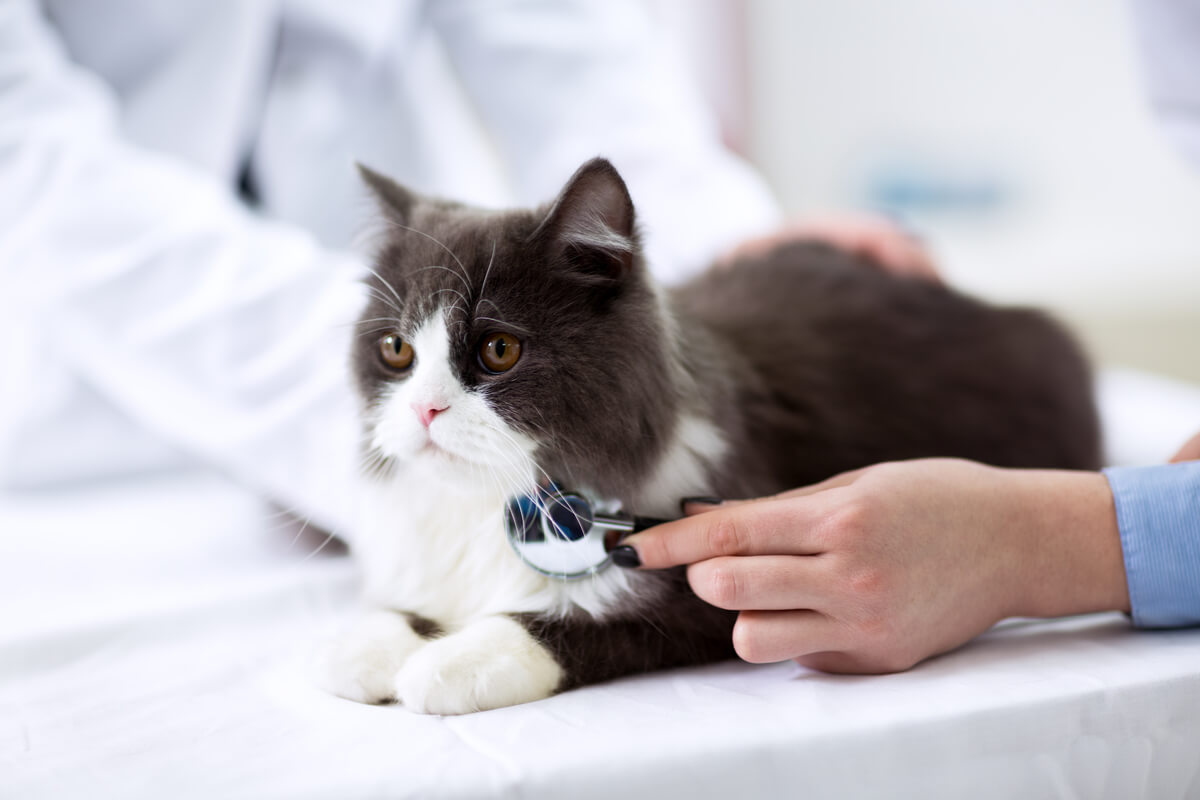 La enfermedad renal poliquística en gatos es más común en los persas.