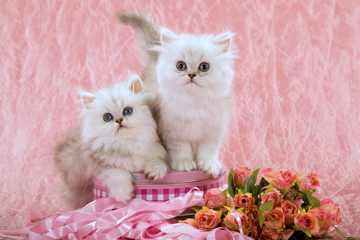 Att mata en nyfödd katt är enkelt.