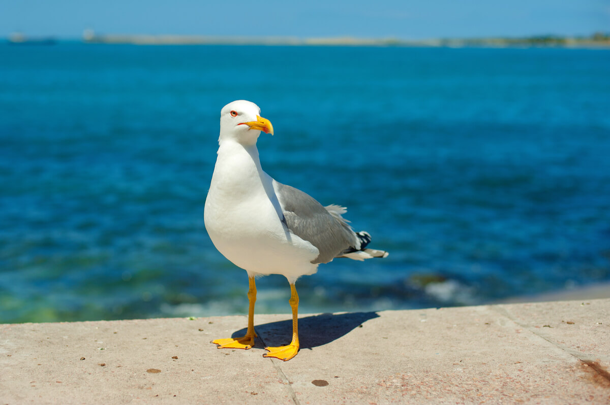 Las diferencias entre gaviota y golondrina son claras.