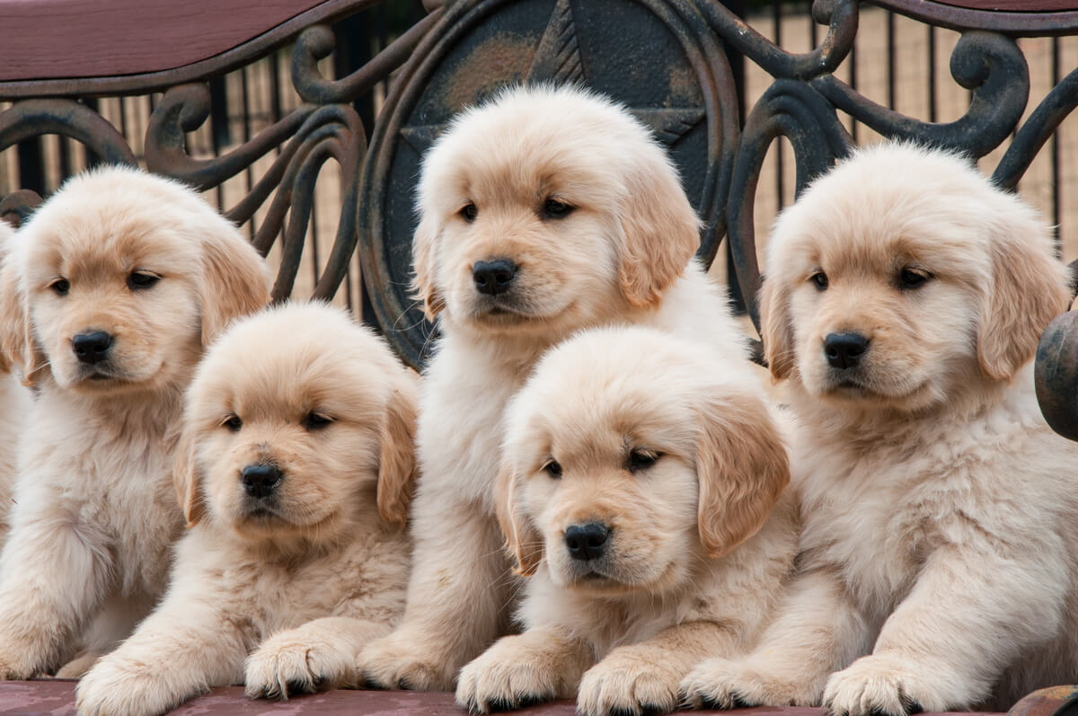 Unos cachorros de perro.