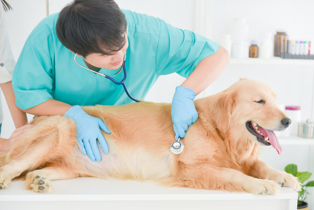 Un golden retriever en el veterinario.