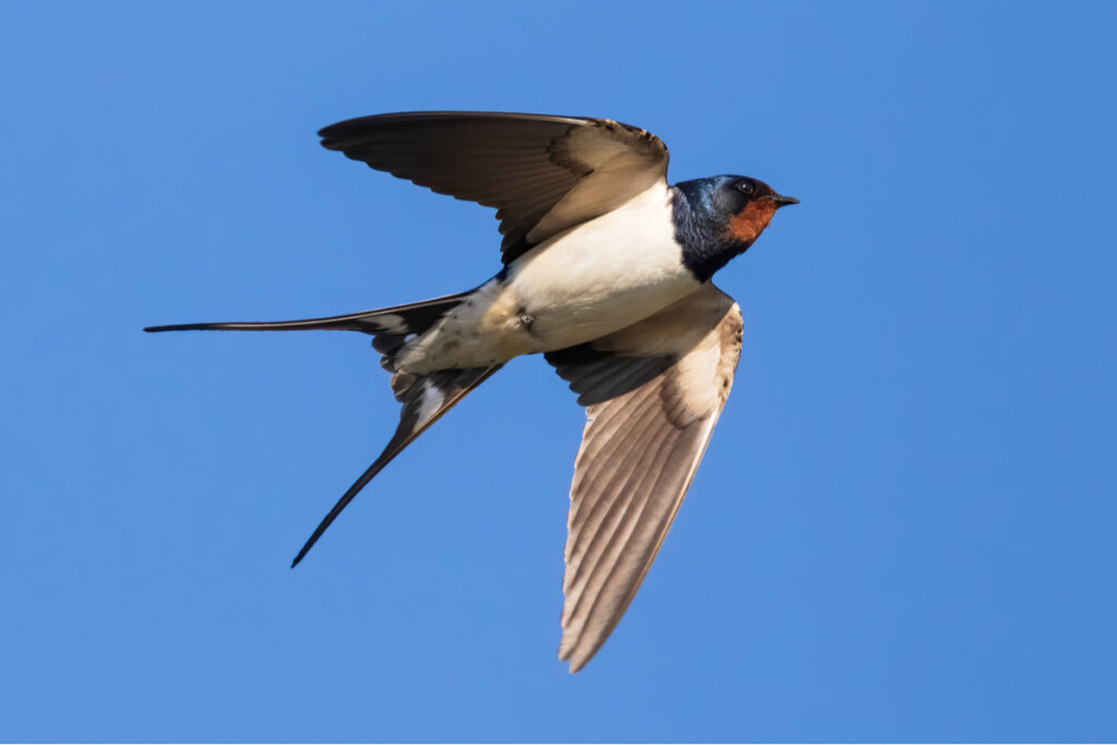 La Golondrina Caracter sticas H bitat Y Comportamiento Mis Animales