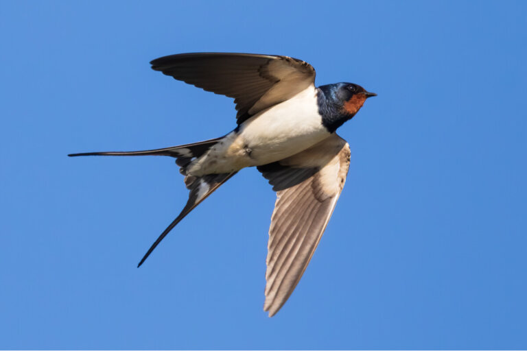 La golondrina: características, hábitat y comportamiento