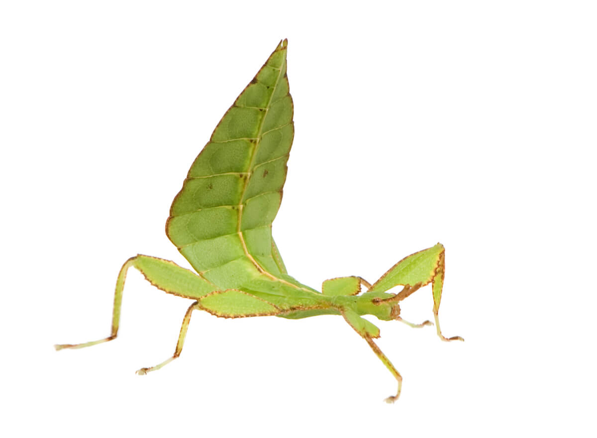 Un insecto hoja sobre un fondo blanco.