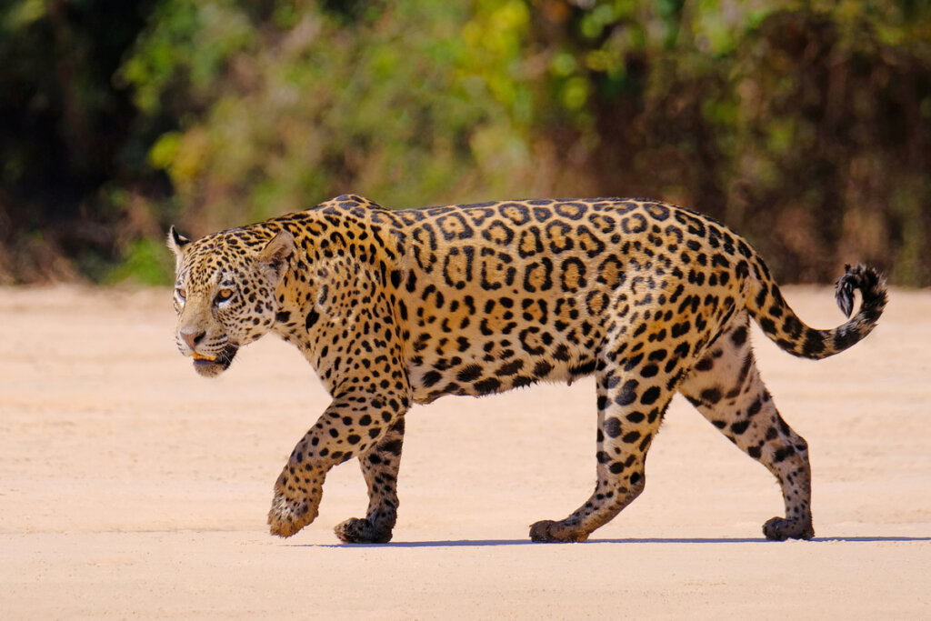 7 curiosidades sobre el jaguar - Mis Animales