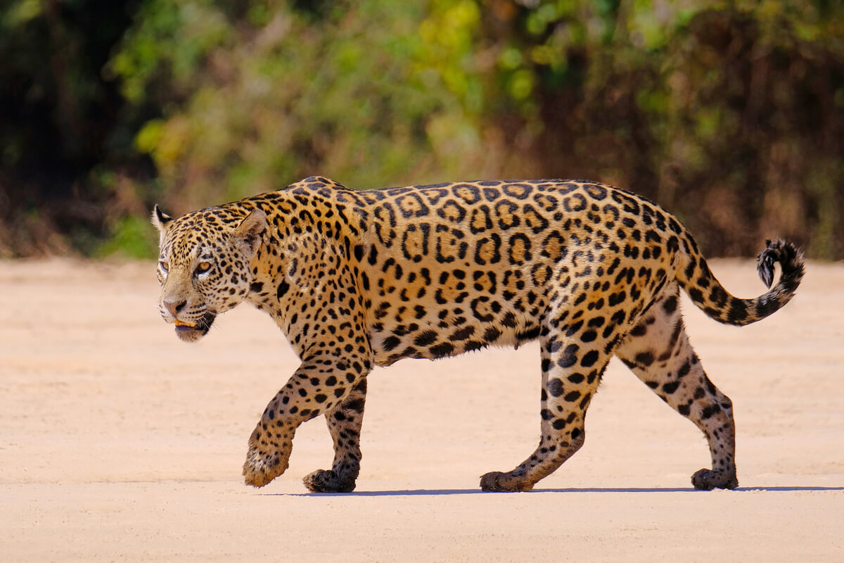¿Cuál es la diferencia entre el jaguar y el leopardo? - Mis Animales