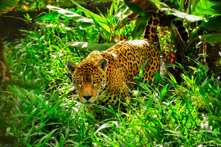 ¿Cuál es la diferencia entre el jaguar y el leopardo?