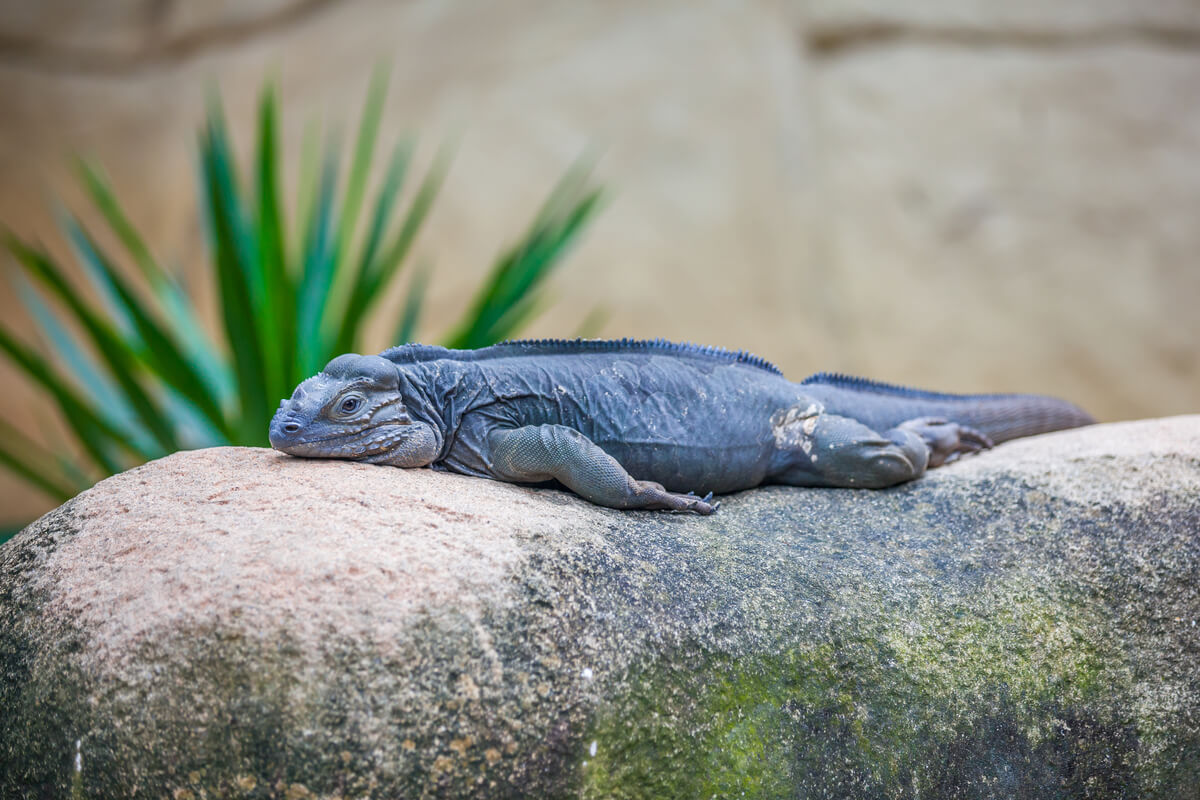 Una iguana sentada sobre una piedra.