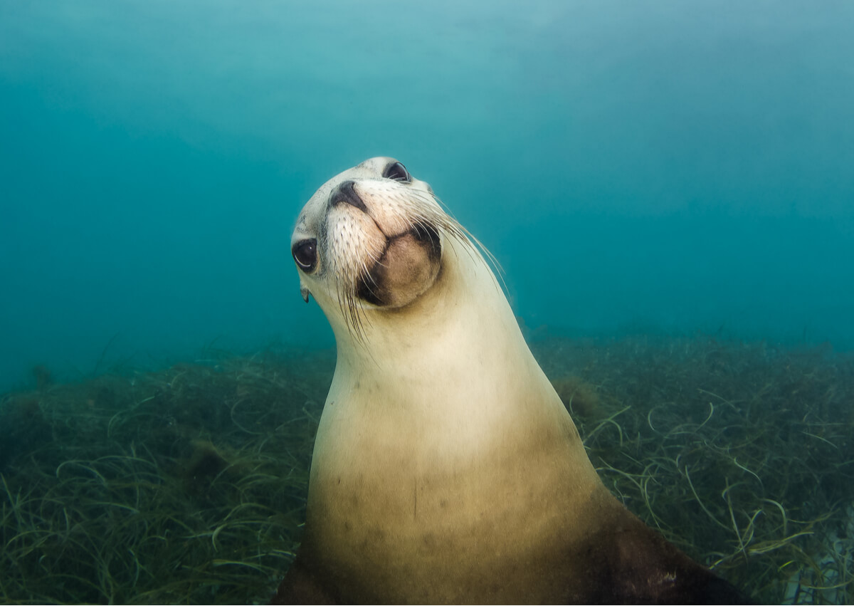 Los leones marinos son curiosos por naturaleza.