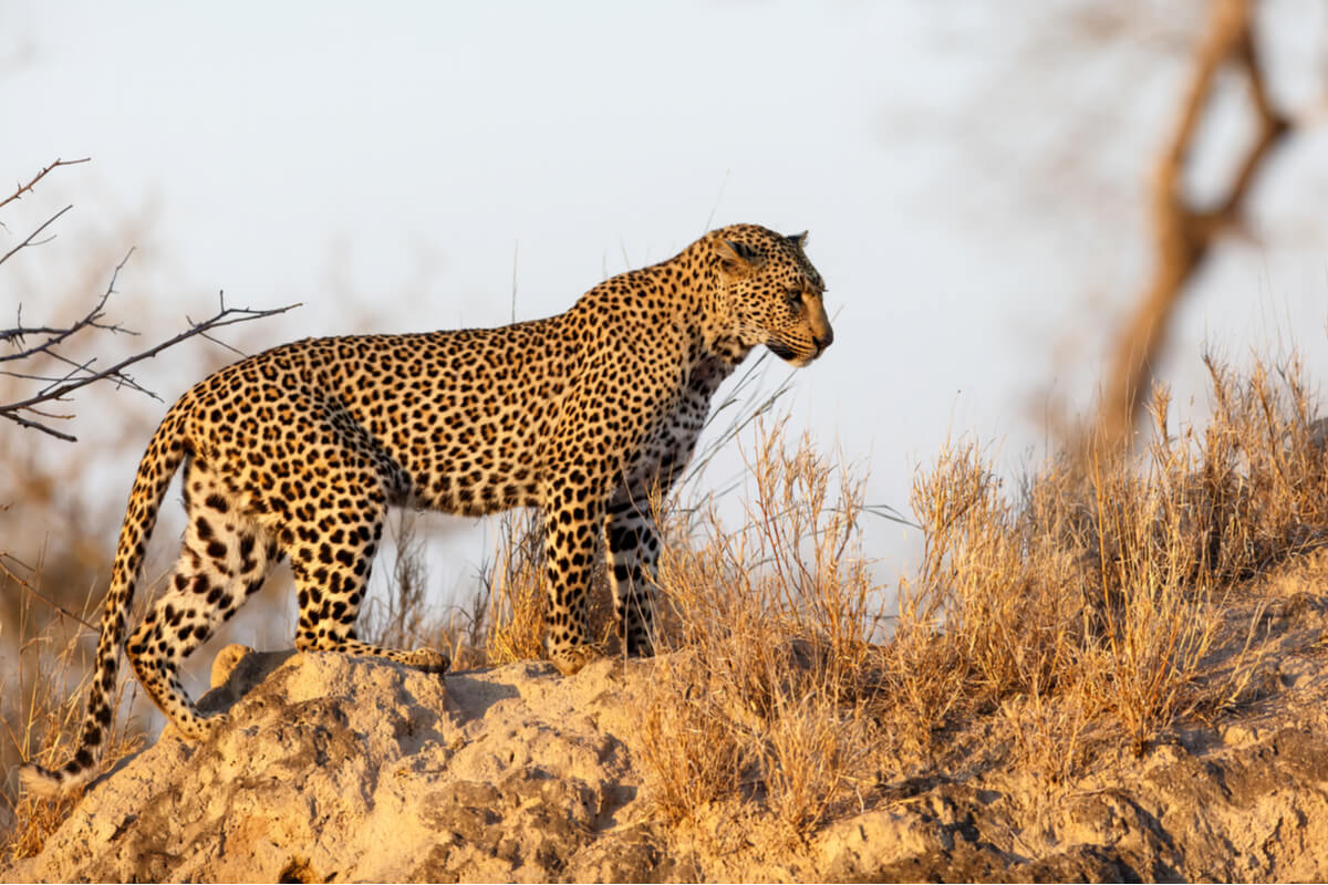 Un ejemplar de leopardo.