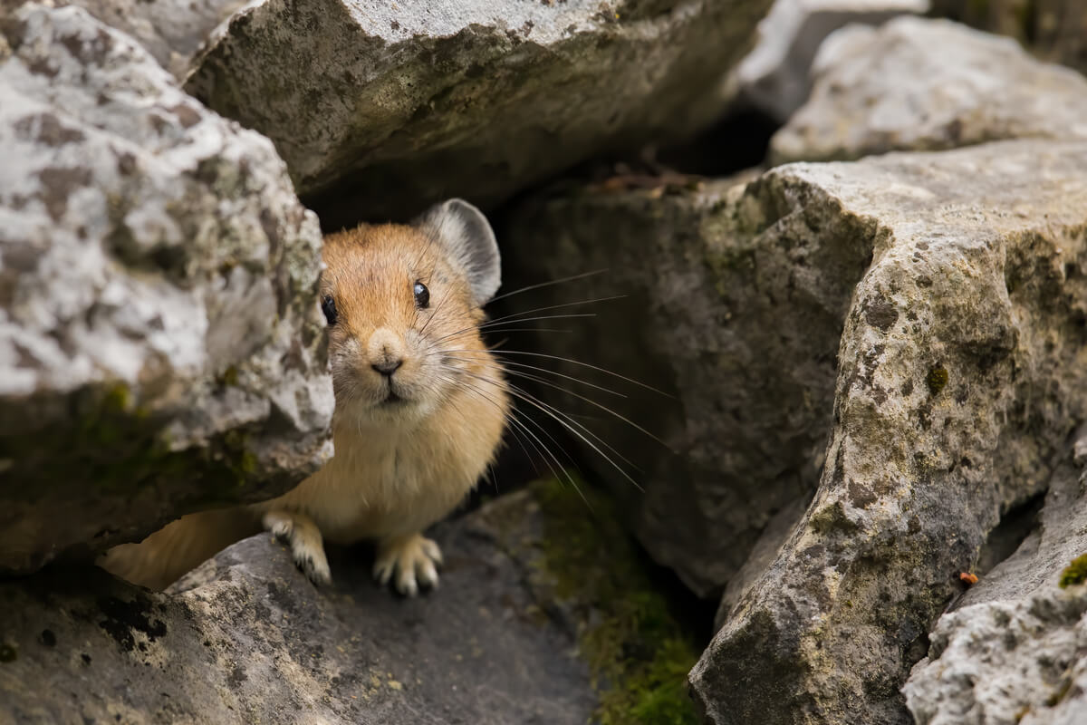Las liebres silbadoras son animales adorables.
