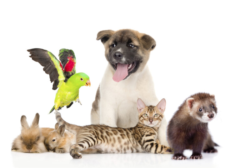 ¿Es importante fomentar la tenencia responsable de animales de compañía?