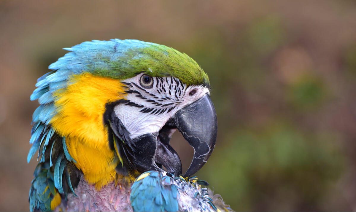 El picaje en aves es común.