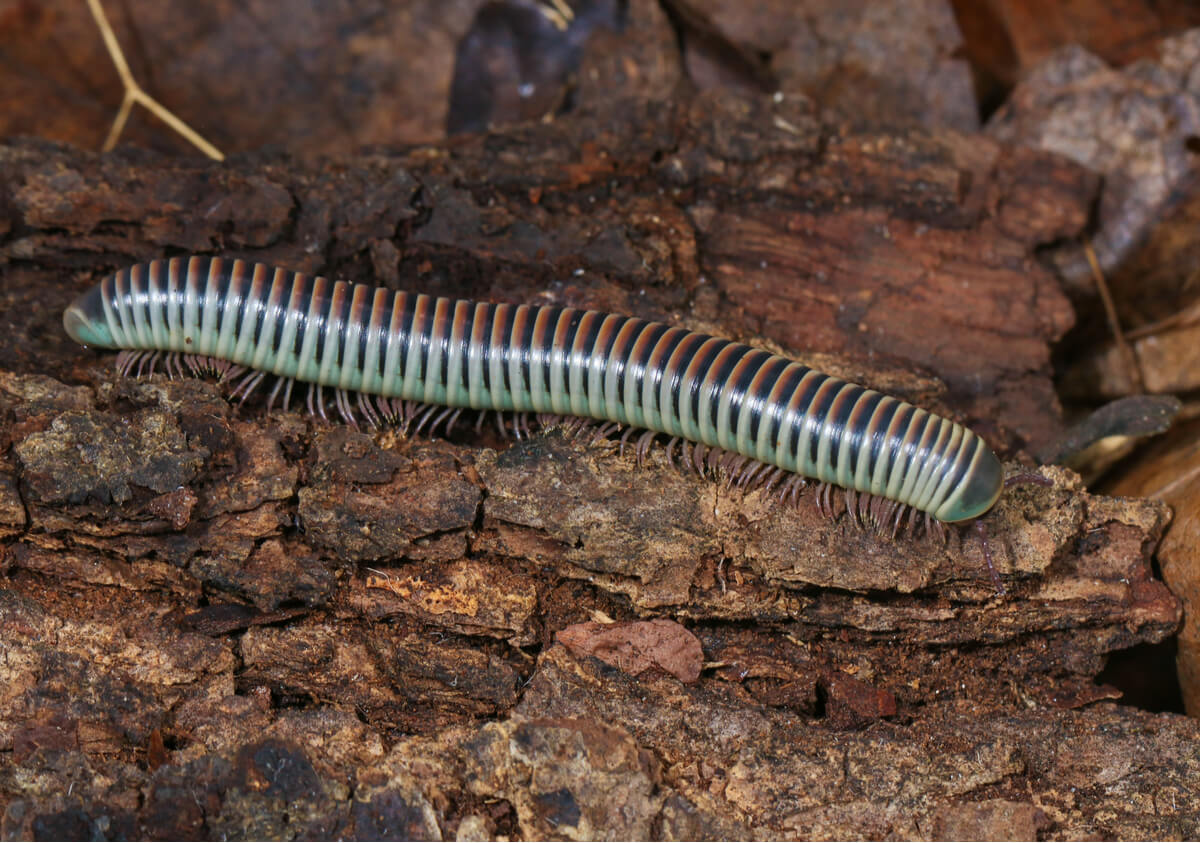 Uma centopéia na areia.