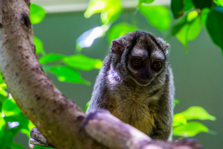 Mico De Noche Hábitat Y Características Mis Animales