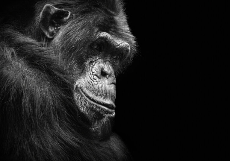 6 animales que pueden sufrir depresión