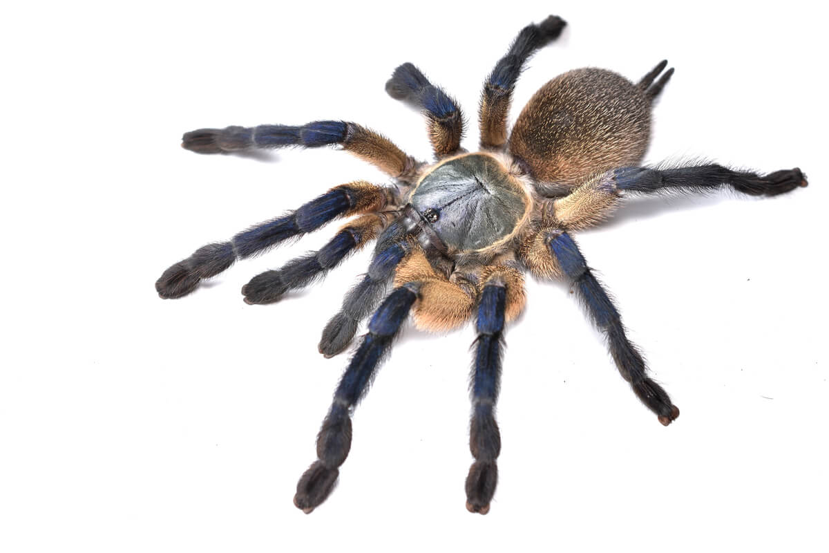 Una monocentropus sobre un fondo blanco.