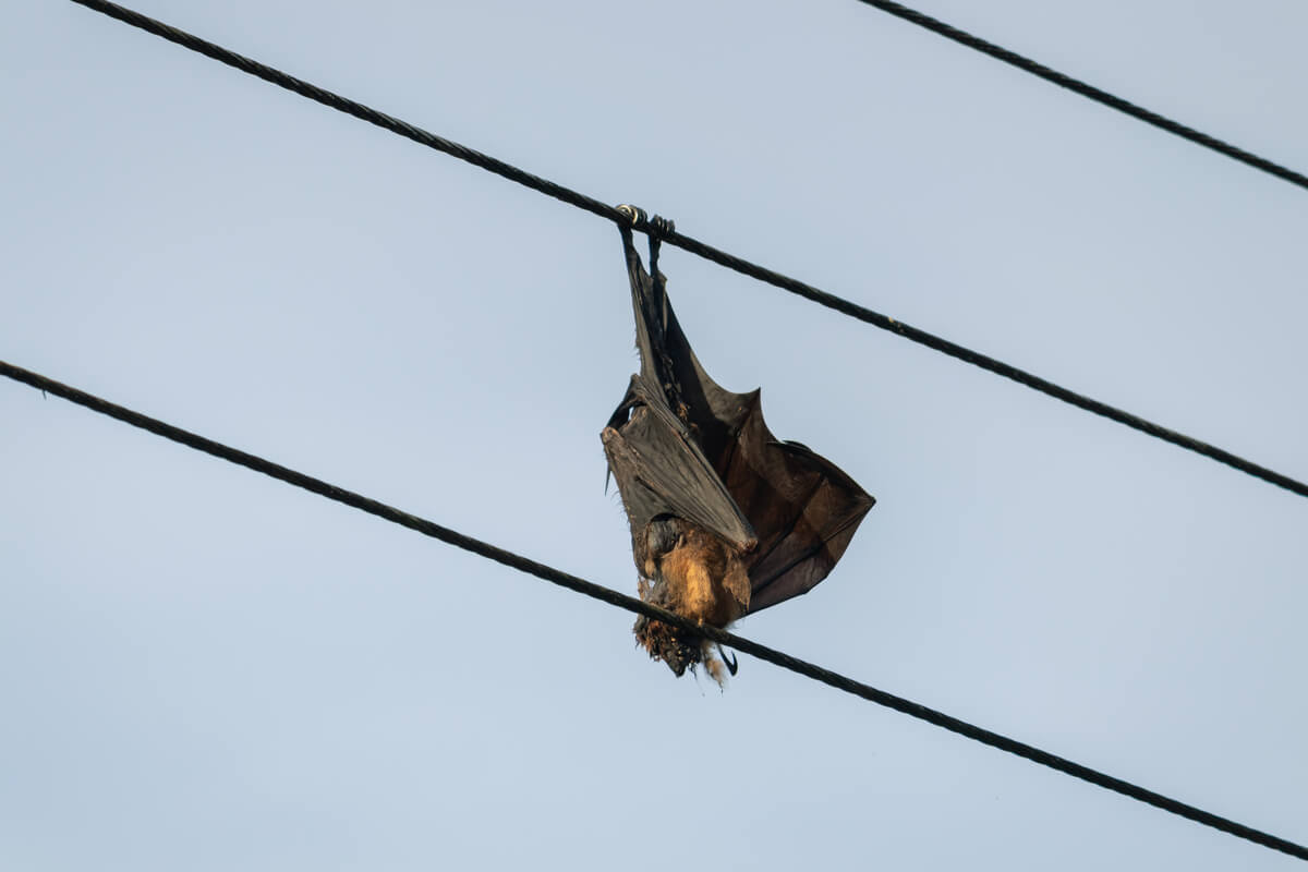 Un murciélago sobre un cable de alta tensión: claro ejemplo de un efecto trampa.