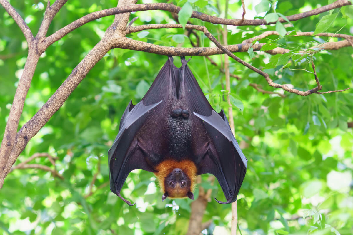 Murciélagos: ¿cuál es su impacto en el ambiente?