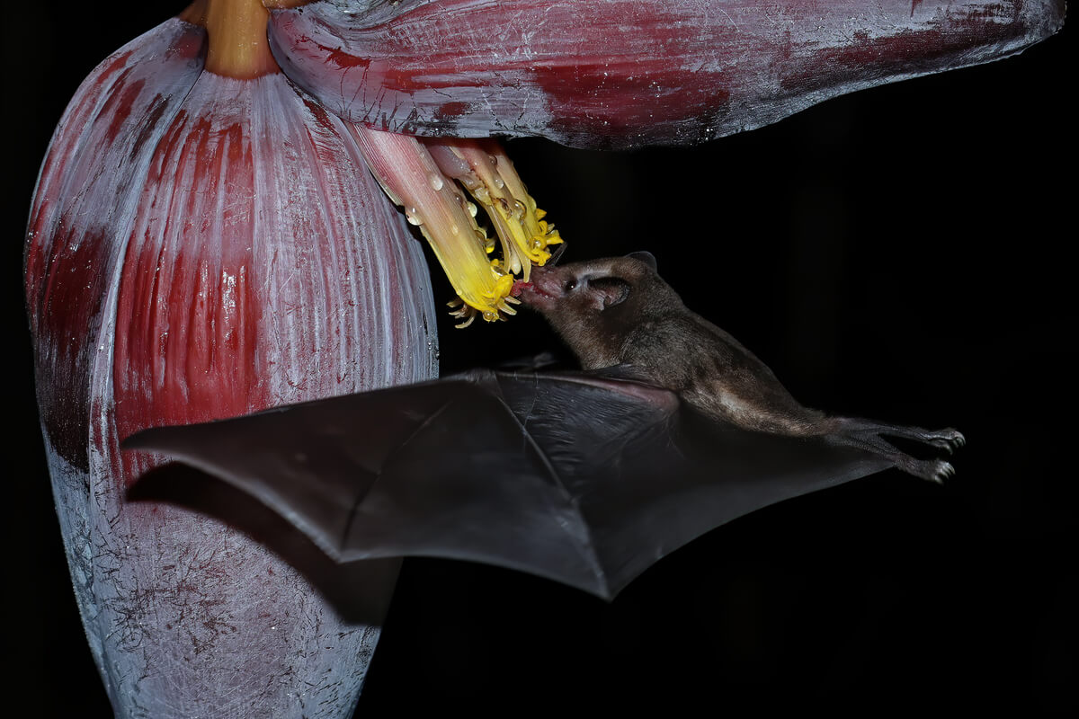 Bats and pollination are interchangeable terms.