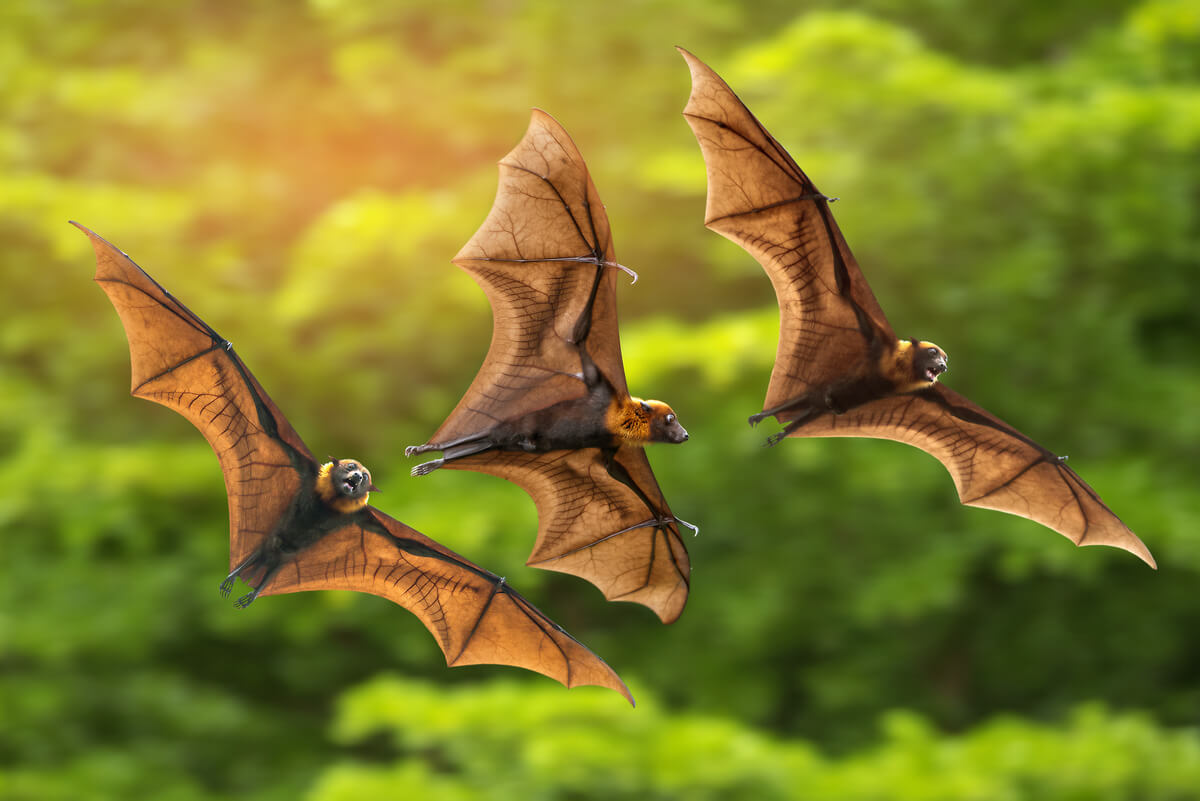 Flying foxes are animals that only eat fruit.