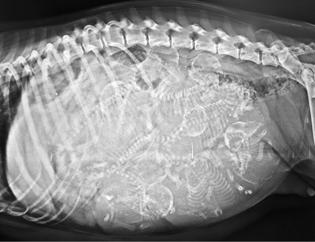 Cíclope: el perro de un solo ojo y 2 lenguas