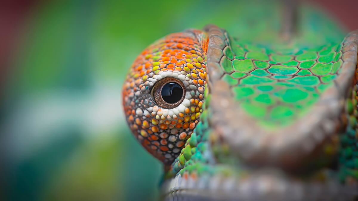 Los ojos de un camaleón.