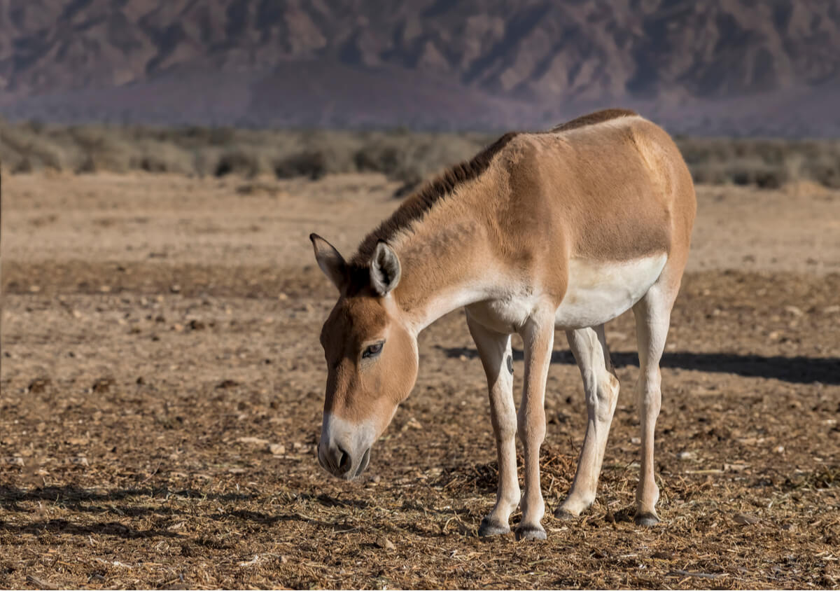 Un onagro en el desierto.