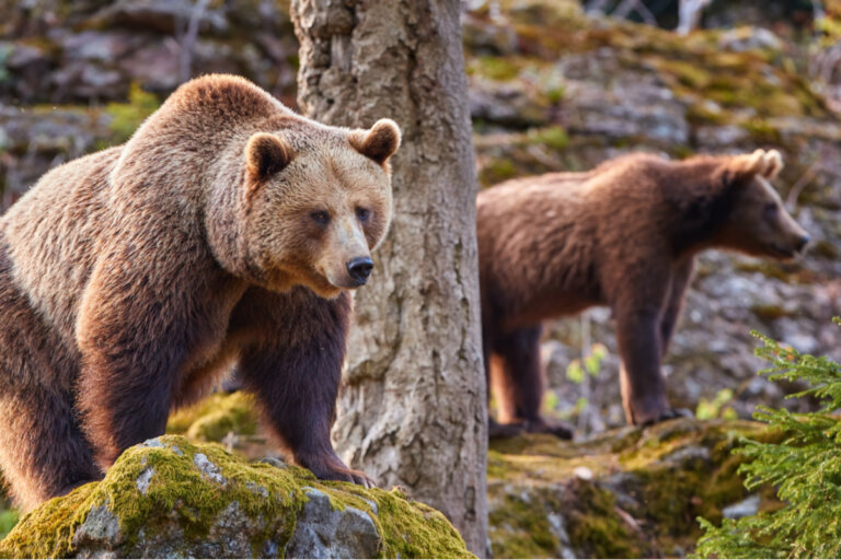 Efectos del cambio climático sobre los osos cantábricos