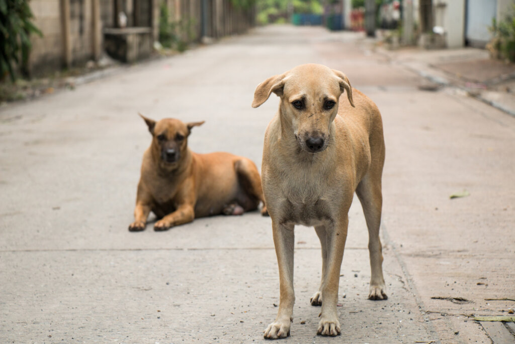 Un perro acude en auxilio de otro can que había sido atropellado