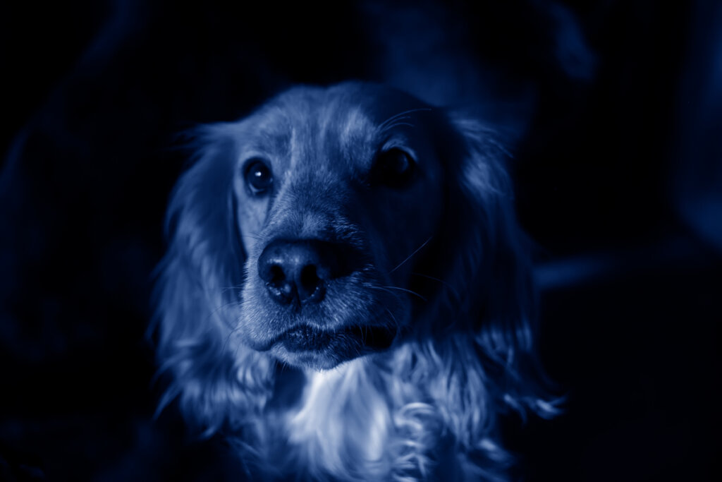 Perros azules aparecen en una ciudad rusa