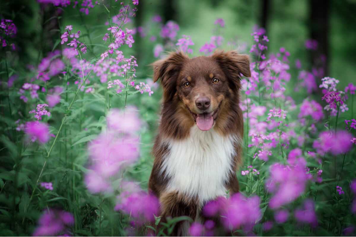 La alergia estacional en perros es más común de lo que parece.