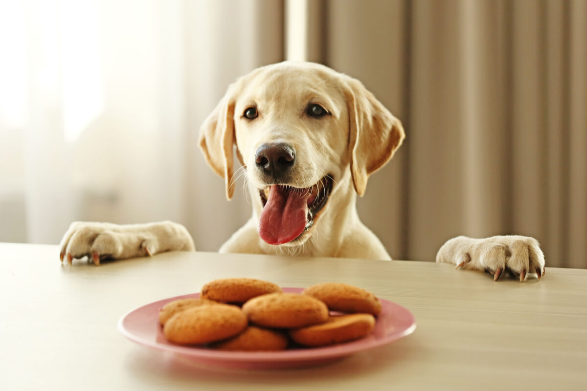Un perro contento con unas galletas.