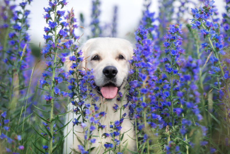 3 beneficios de las flores de bach en perros