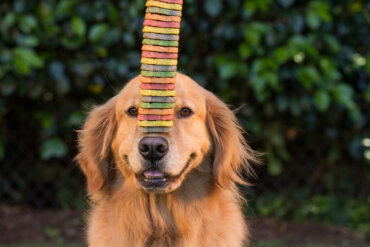 3 consejos para hacer galletas en casa para perros