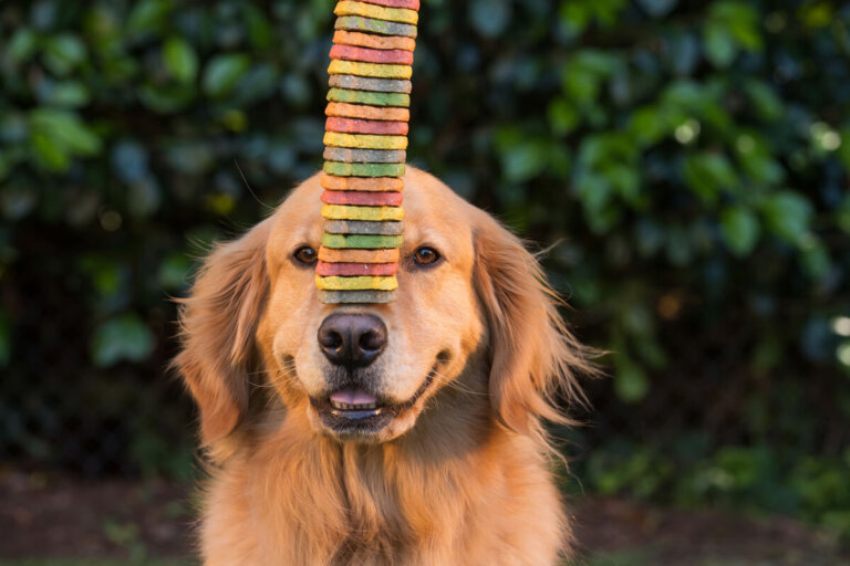 3 consejos para hacer galletas en casa para perros