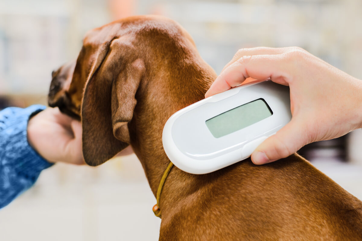 ¿Cómo funcionan los implantes de microchips para perros?