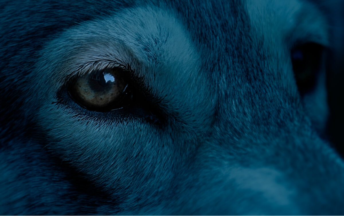 Un perro azul con la mirada perdida.