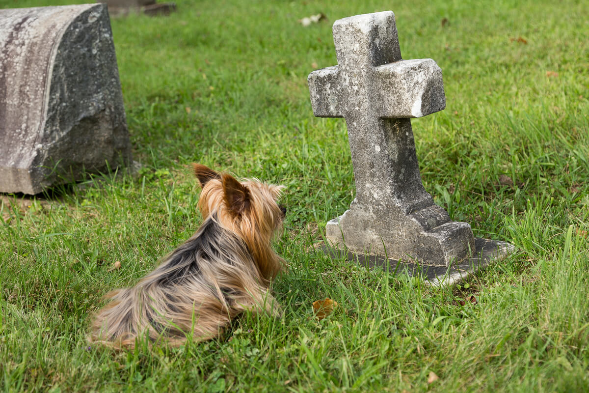 11 signos de que un perro va a morir
