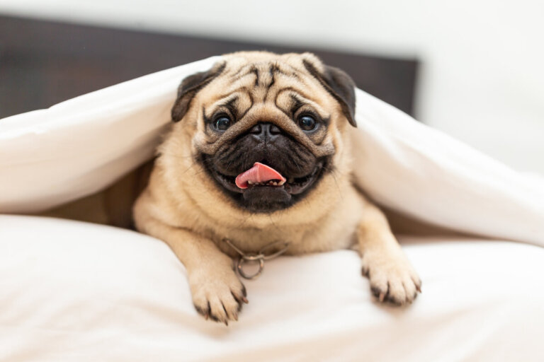 Las razas de perros con más problemas de salud