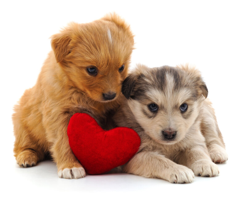 Regalar un perro por San Valentín: ¿es una buena idea?