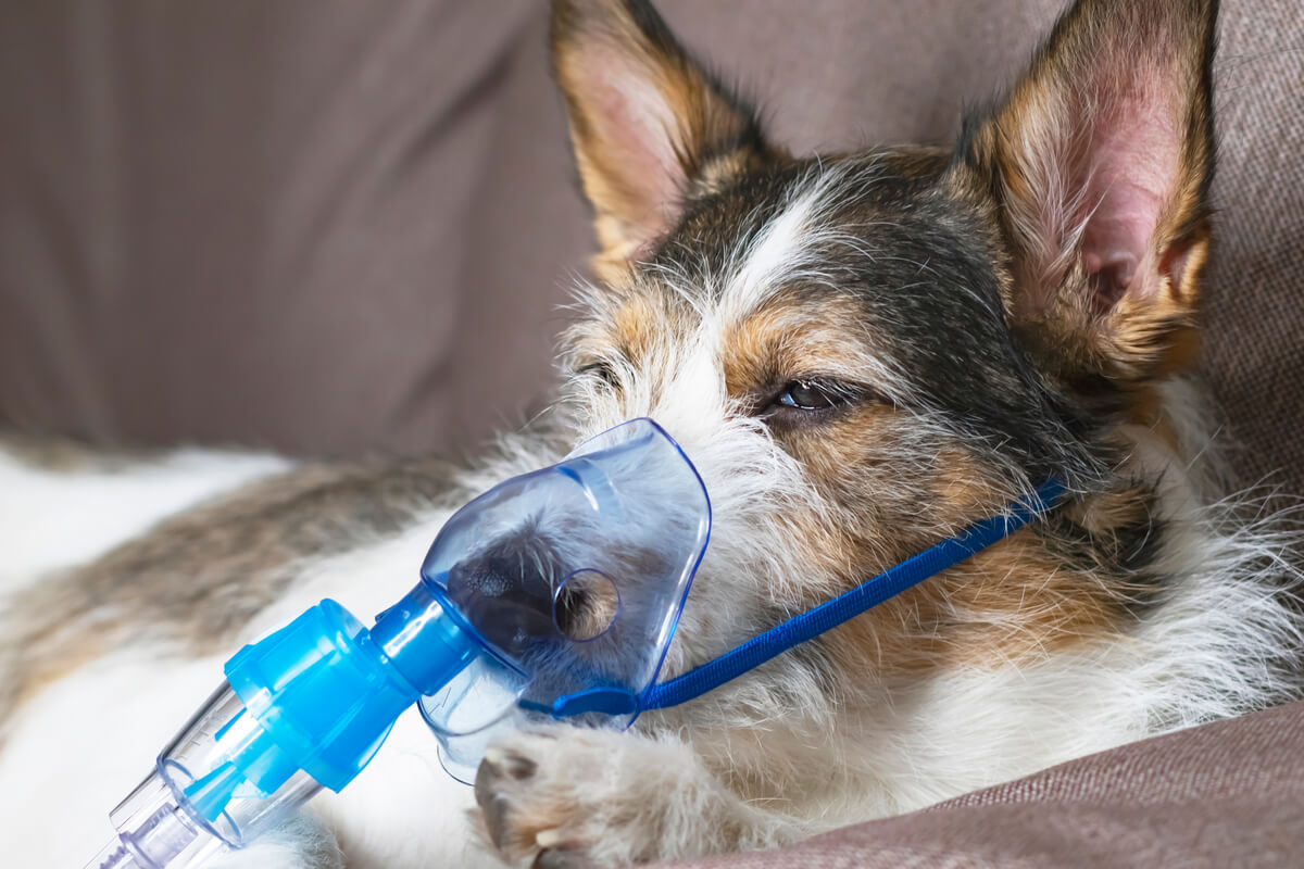 Un perro enfermo con un respirador.
