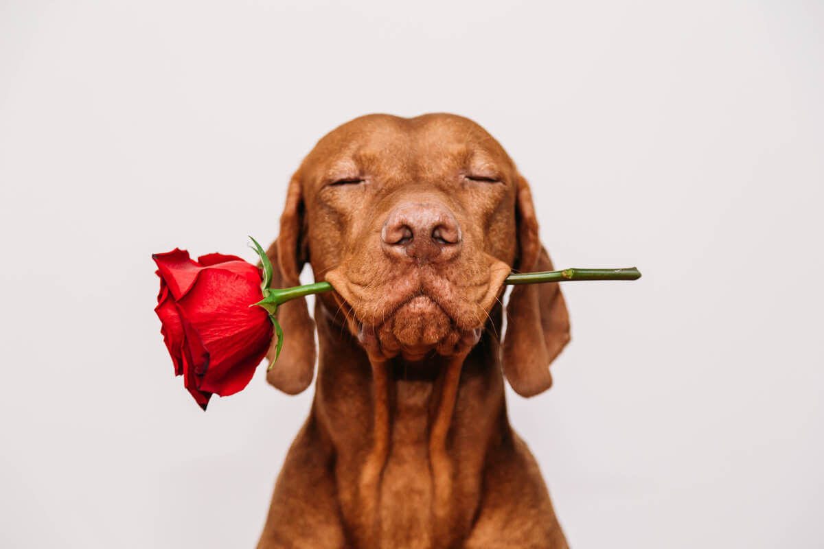 Un perro con una rosa en la boca