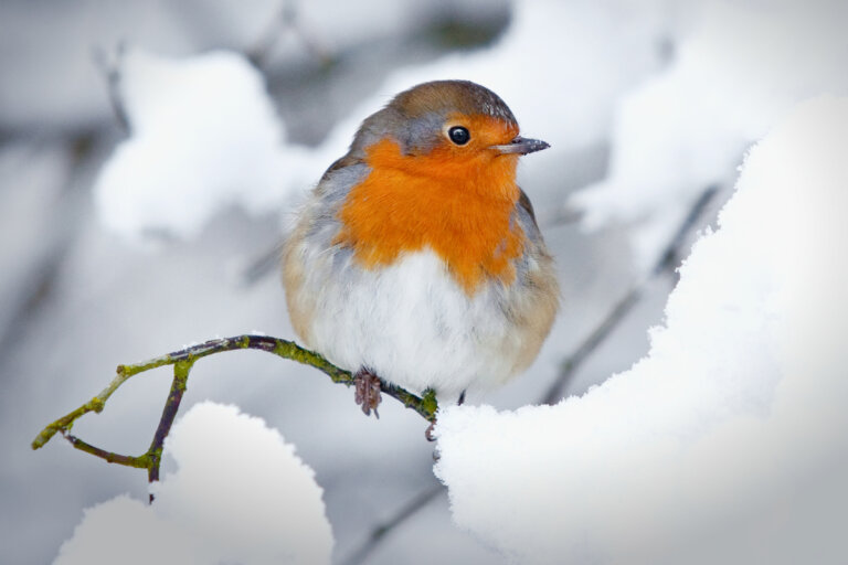Guía rápida para ayudar a los pájaros a sobrevivir durante las nevadas